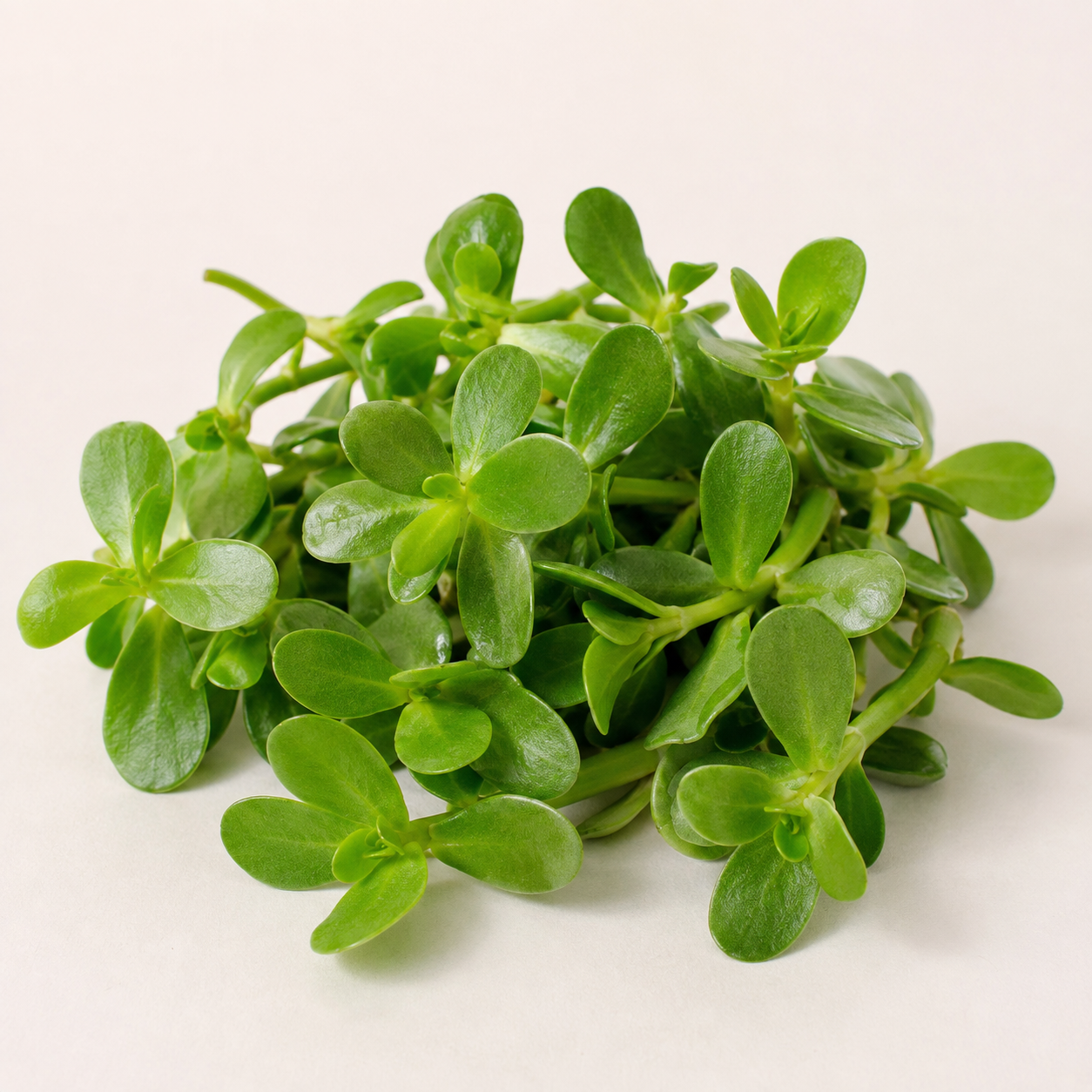 Brahmi
