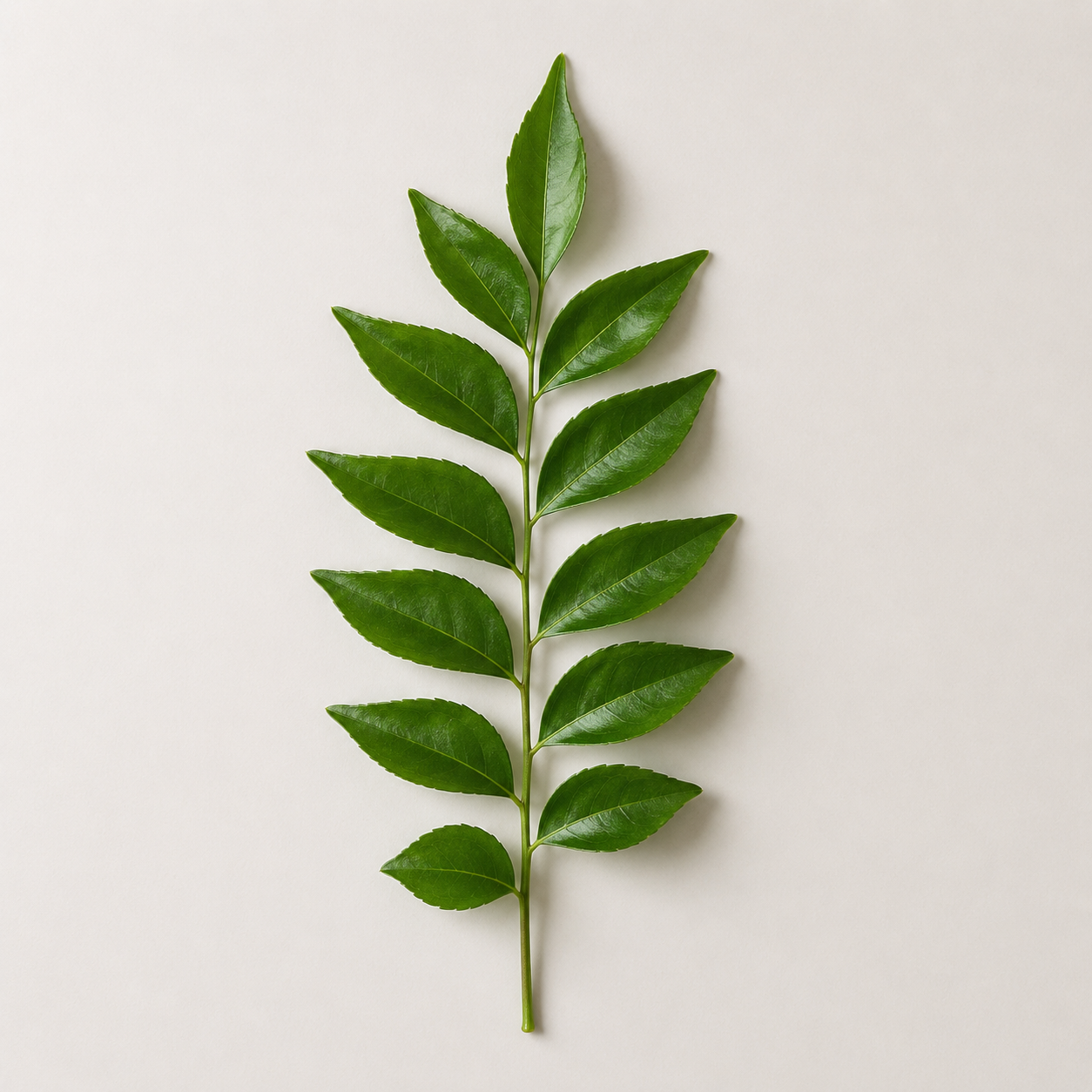 Curry Leaf