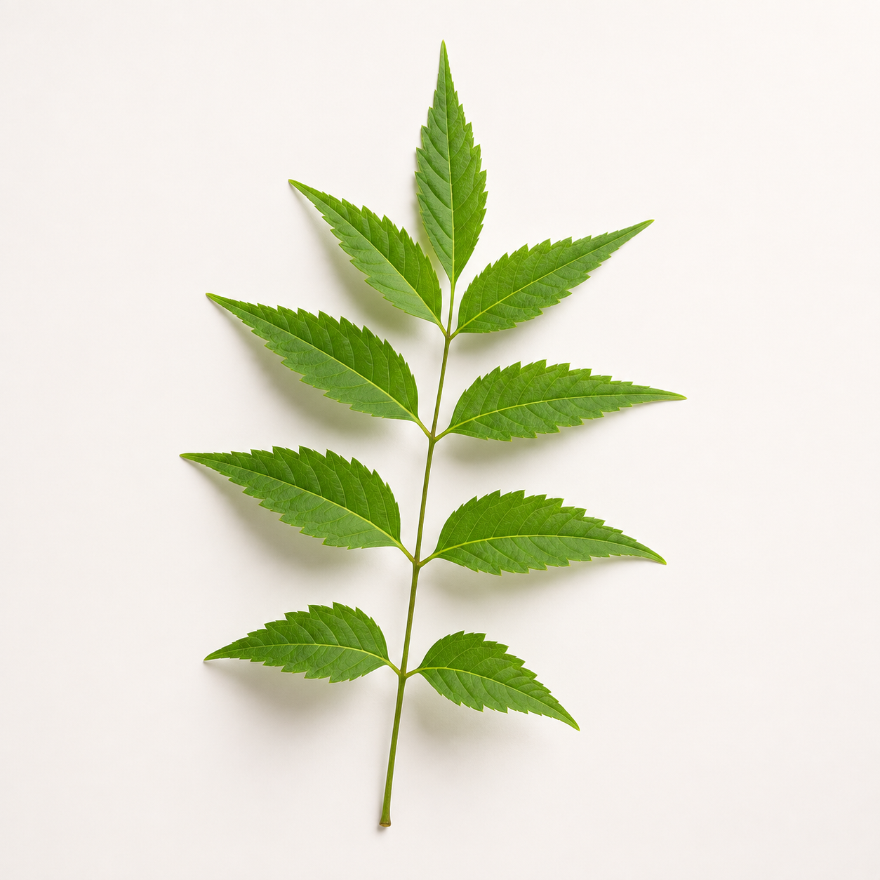 Neem Leaf